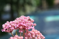Lasioglossum zephyrus