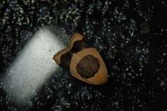 Garudinia bimaculata