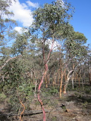 Eucalyptus accedens