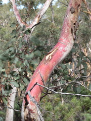 Eucalyptus accedens