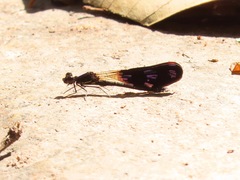 Aristocypha fenestrella