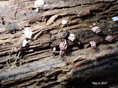 Stemonitopsis hyperopta