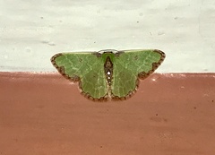 Synchlora xysteraria