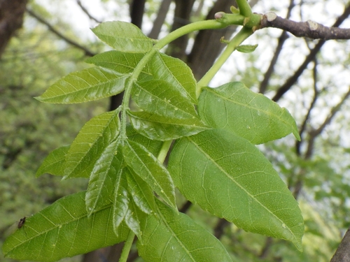 Picrasma quassioides iNat (1)