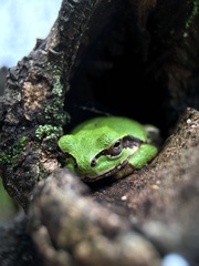 Hyla japonica