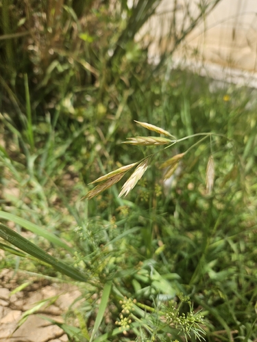Rescue Brome