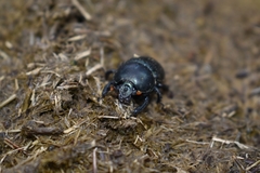 Onthotrupes nebularum
