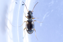 Bembidion quadrimaculatum