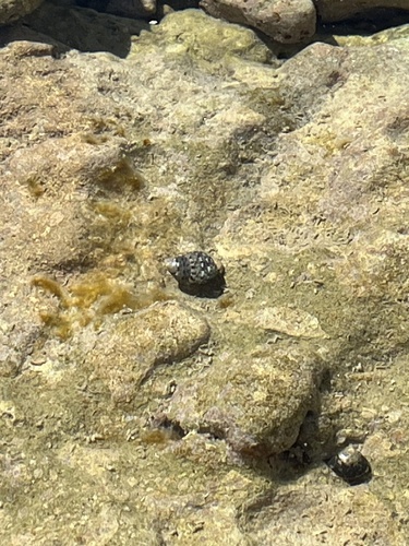 Phorcus articulatus