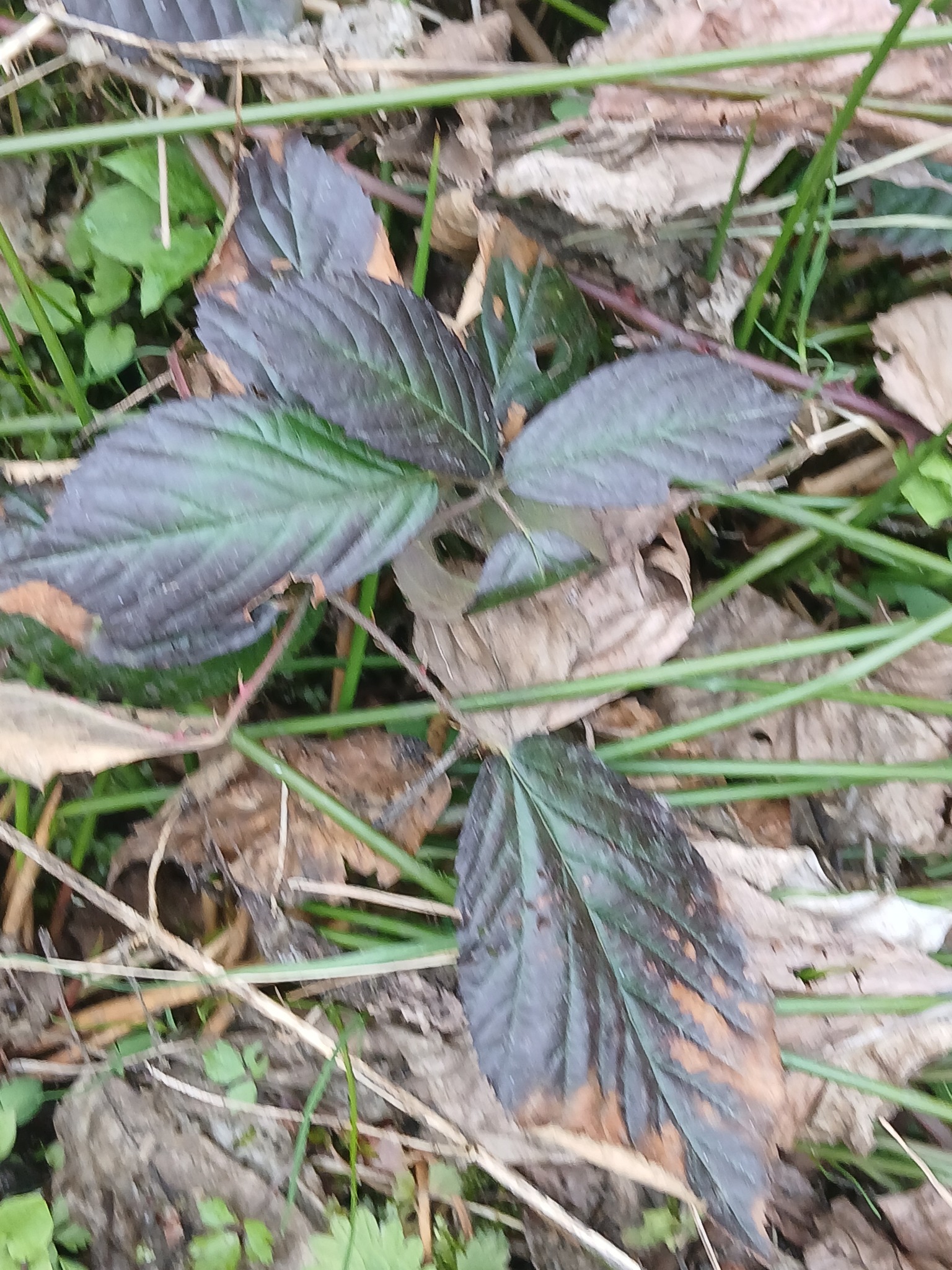 Rubus polonicus