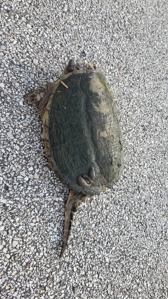 Common Snapping Turtle from Damon, TX 77430, USA on April 26, 2026 at ...