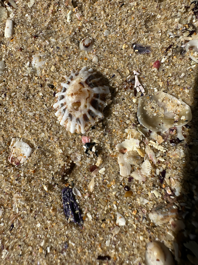 Denticulated Siphon Shell from Woollahra, Sydney Harbour, AU-NS, AU on ...