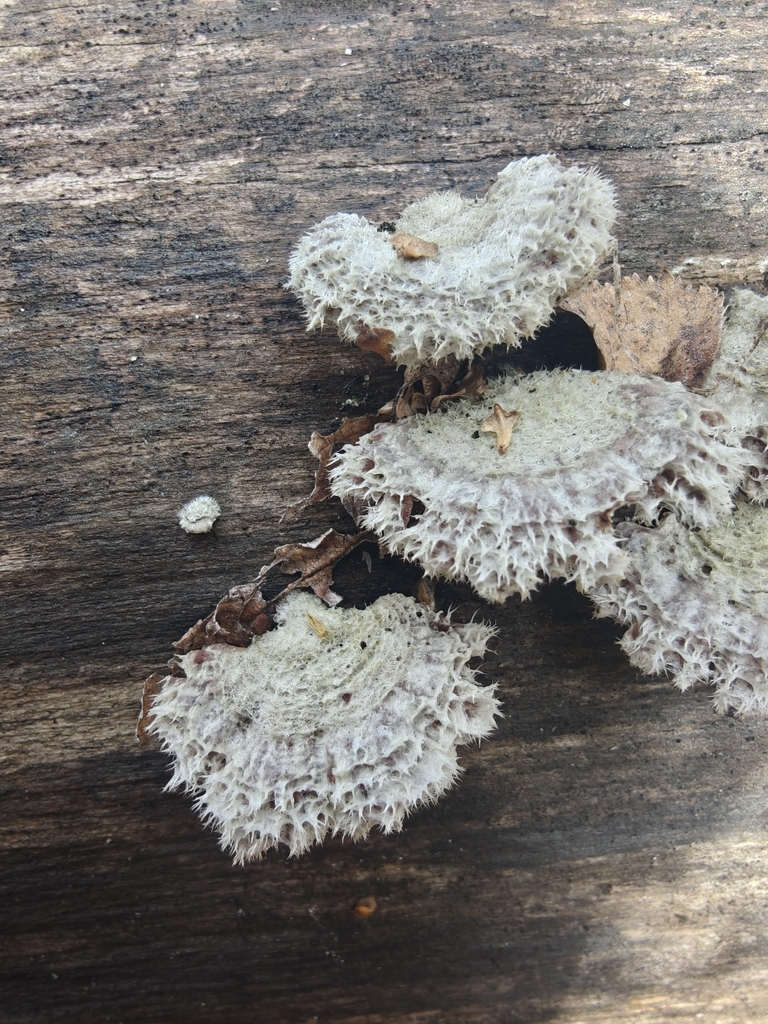 Schizophyllum commune · April 2026 · photo: © a_ma_bird (iNaturalist, cc-by)