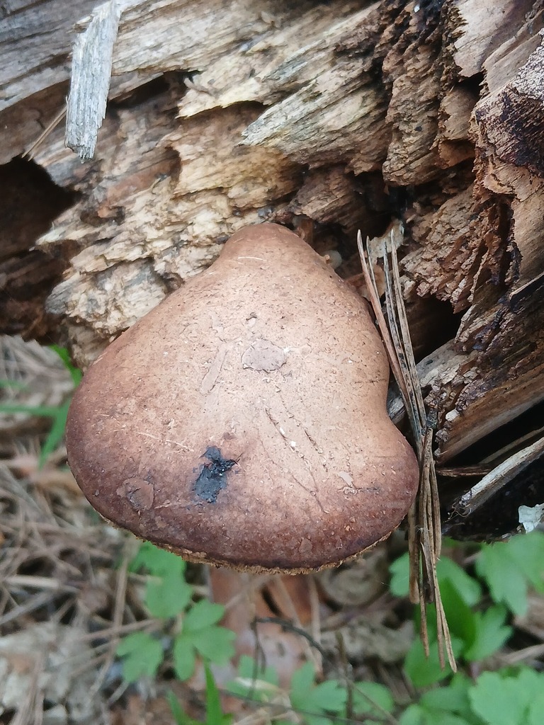 Fomitopsis betulina · April 2026 · photo: © vasyliuk1 (iNaturalist, cc-by)