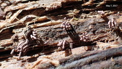 Stemonitopsis hyperopta