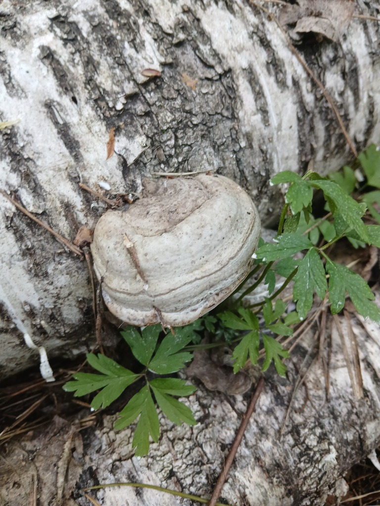 Fomes fomentarius · April 2026 · photo: © vasyliuk1 (iNaturalist, cc-by)