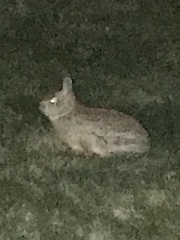 Sylvilagus floridanus