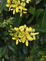 Galphimia glauca