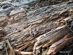 Stemonitopsis hyperopta