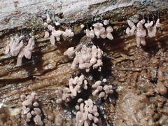 Stemonitopsis hyperopta