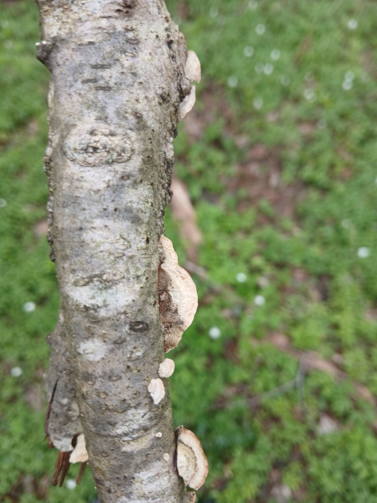 Stereum subtomentosum · April 2026 · photo: © vasyliuk1 (iNaturalist, cc-by)