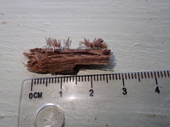 Stemonitopsis hyperopta