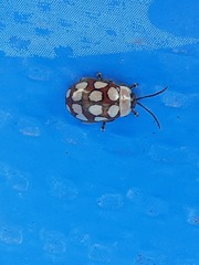 Alagoasa decemguttata