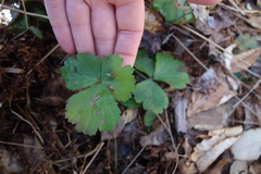 Waldsteinia