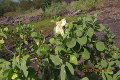 Capparis sandwichiana