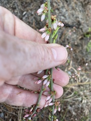 Vaccinium tenellum