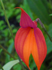 Masdevallia veitchiana