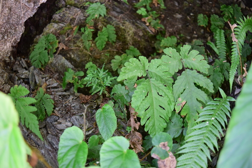 Tectaria coadunata observed 2026-04-26