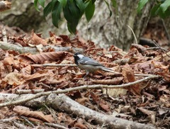 Periparus ater