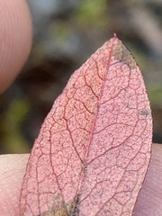 Vaccinium tenellum