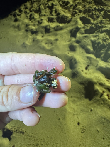 Codium edule, 2026-04-26