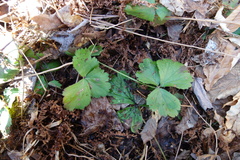 Waldsteinia