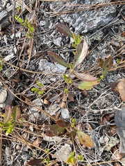 Vaccinium tenellum