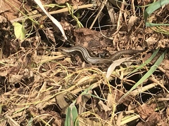 Lissolepis coventryi