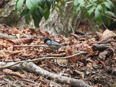 Periparus ater