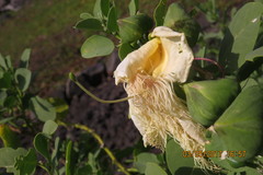 Capparis sandwichiana