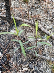 Solidago odora odora