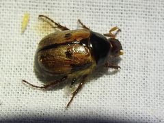 Anomala binotata
