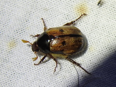 Anomala binotata