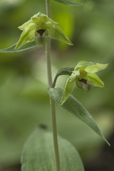 Epipactis papillosa
