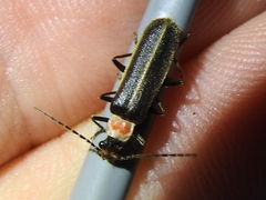 Podabrus flavicollis