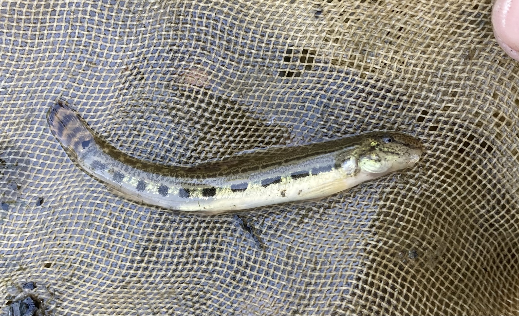 Danubian Spined Loach