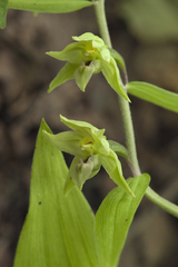Epipactis papillosa