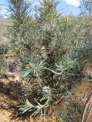 Banksia stuposa