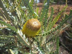Banksia stuposa