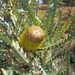 Banksia stuposa - Photo (c) kdunnart,  זכויות יוצרים חלקיות (CC BY-NC), הועלה על ידי kdunnart